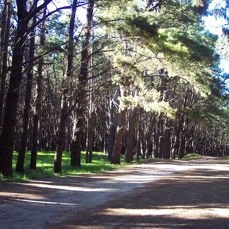 Fotografía del parque Miguel Lillo, donde se ve un camino rodeado de árboles.